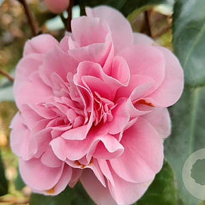 Camellia j. 'Sacco Vera' 175-200 cm container meerstammig
