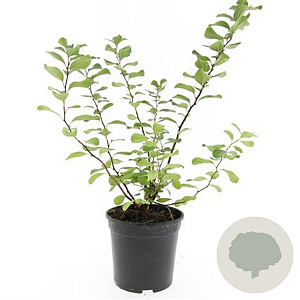 Spiraea betulifolia GM 1.5