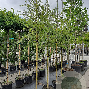 Salix sepulcralis 'Chrysocoma' 10-12 HO container 