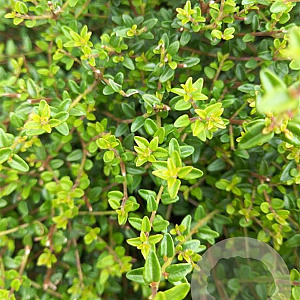 Lonicera nitida 'Compact' 80-100 cm 20L