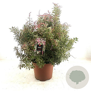 Pieris jap. 'Little Heath' 40-50 cm C1