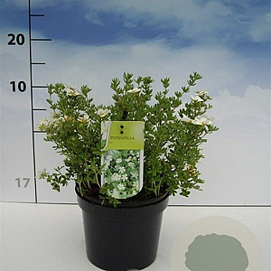 Potentilla f. 'McKay's White' 20-30 cm 2,0L