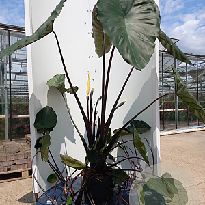 Colocasia esculenta 'Black stem' GM c20