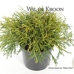 Chamaecyparis p. 'Filifera Nana' 20-25 cm 2,0L
