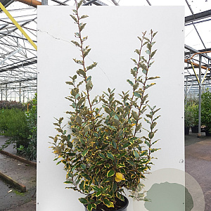 Elaeagnus ebbingei 'Viveleg' 125-150 cm 20L