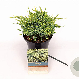 Juniperus squamata 'Holger' 20-25 cm 2,0L