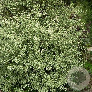 Pittosporum tenuifolium 'Green Elf' 100-125 cm 20L
