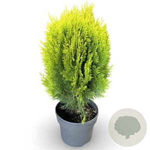 Platycladus or. 'Aurea Nana' 20-30 cm 2,0L