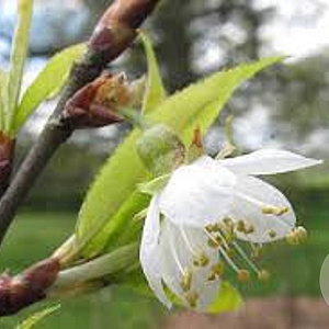 Prunus serrula 'Branklyn' 350-400 cm cont. 130L
