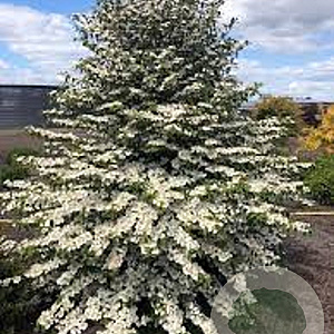 Viburnum plicatum 'Kilimandjaro' 125-150 cm 20L