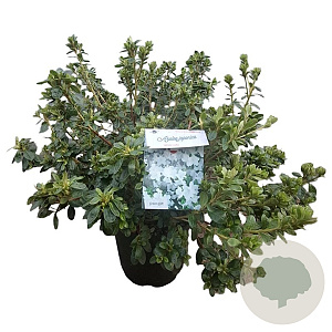 Rhododendron 'Windsor Lad' 40-50 cm 10L