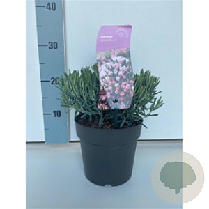 Andromeda polifolia 'Blue Ice' GM P9.5