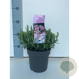 Andromeda polifolia 'Compacta' 20-25 cm container C2,5