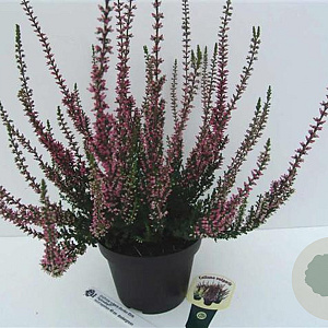 Calluna v. 'Agnes' GM P10,5