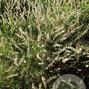 Calluna v. 'Alba Plena' GM P9.5
