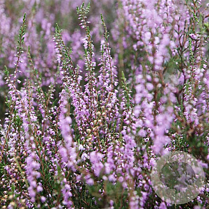Calluna v. 'Battle of Arnhem' GM P9.5 2 jaar