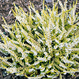 Calluna v. 'Beoley Gold' GM P10,5