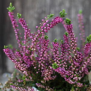 Calluna v. 'Eckart Miessner' GM P9.5
