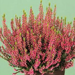 Calluna v. 'Katja' GM P10,5
