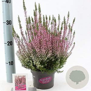 Calluna v. 'Pink Bettina' GM P10,5