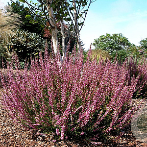 Calluna v. 'Roswitha' GM P10,5