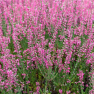 Calluna v. 'Selma' GM P10,5