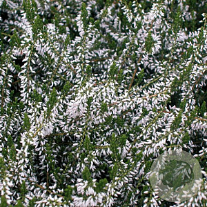 Calluna v. 'Silver Queen' GM P10,5