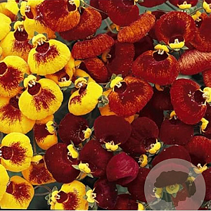 Calceolaria 'Sunset Red' 3,0L