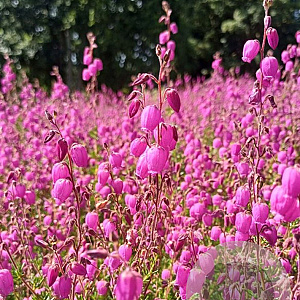 Daboecia c. 'Atropurpurea' GM P9.5