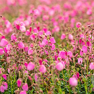 Daboecia c. 'Rosella' GM 1.5