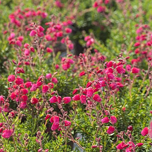 Daboecia s. 'Goscote' GM P9.5