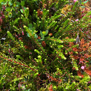 Empetrum nigrum GM P9.5