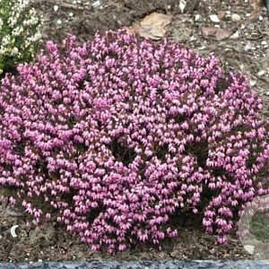Erica carnea GM P9.5