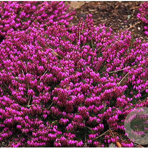 Erica carn. 'Myretoun Ruby' GM P9.5