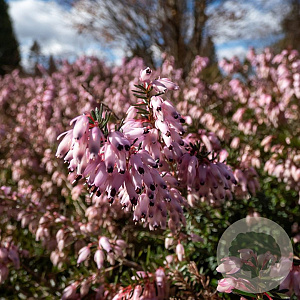Erica carn. 'Pink Spangles' GM P9.5