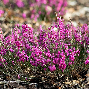 Erica c. 'Rubens' Palette' GM P9.5 2 jaar