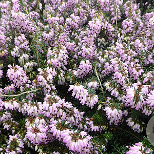 Erica carn. 'Rubinteppich' GM P10,5