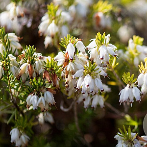 Erica carn. 'Snow Prince' GM P9.5