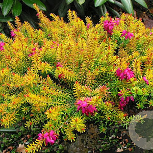 Erica carn. Whisky GM P9.5