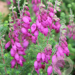 Erica ciliaris 'Bretagne' GM P9.5