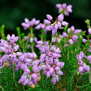 Erica cin. 'Cevennes' GM P9.5