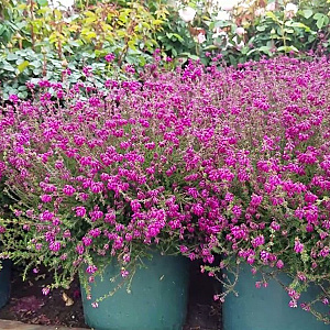 Erica cin. 'Eline' GM P9.5 2 jaar