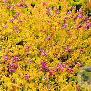 Erica cin. 'Golden Drop' GM P10,5