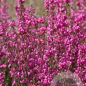 Erica cin. 'Stephen Davis' GM P10,5