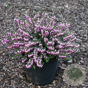 Erica darl. 'Aurélie Brégeon' GM 1.5