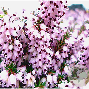 Erica darl. 'Margaret Porter' GM P9.5 2 jaar