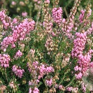 Erica darl. 'Winter Treasure' GM 1.5