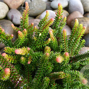 Erica stuartii 'Irish Orange' GM 1.5