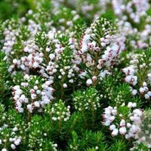 Erica vagans 'Lyonesse' GM P9.5