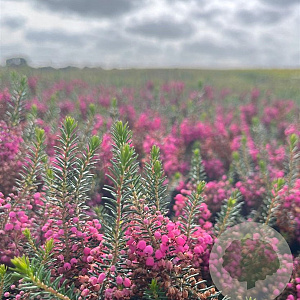 Erica vagans 'Rosea' GM 1.5